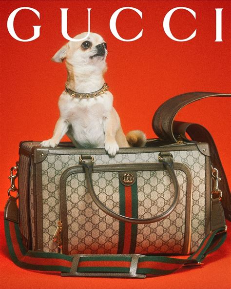 gucci pet aliexpress|gucci pet collection.